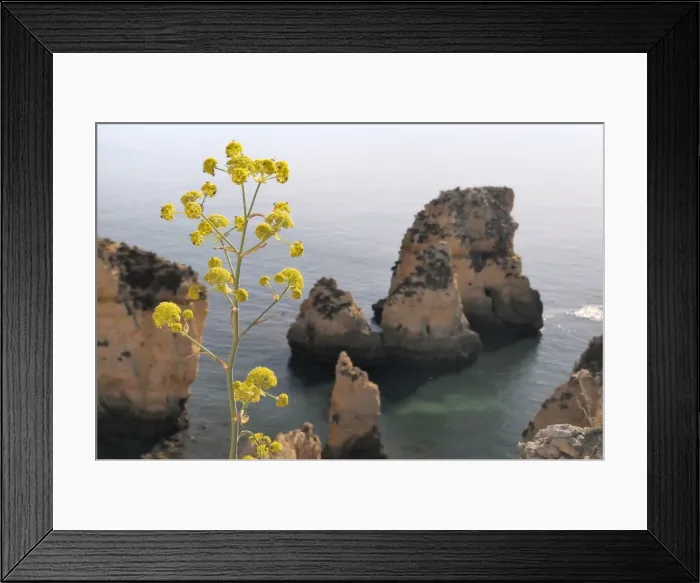 Framed Print : Giant fennel (Ferrula communis) flowering on clifftop with sandstone seastacks in the background, Lagos, Algarve, Portugal, Europe Framed Print : Giant fennel (Ferrula communis) flowering on clifftop with sandstone seastacks in the background, Lagos, Algarve, Portugal, Europe