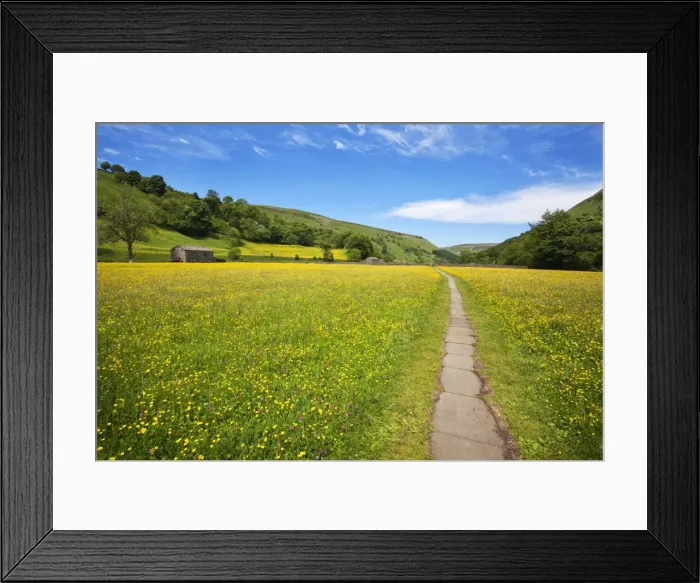 Framed Print : Paved footpath across buttercup meadows at Muker, Swaledale, Yorkshire Dales, Yorkshire, England, United Kingdom, Europe Framed Print : Paved footpath across buttercup meadows at Muker, Swaledale, Yorkshire Dales, Yorkshire, England, United Kingdom, Europe