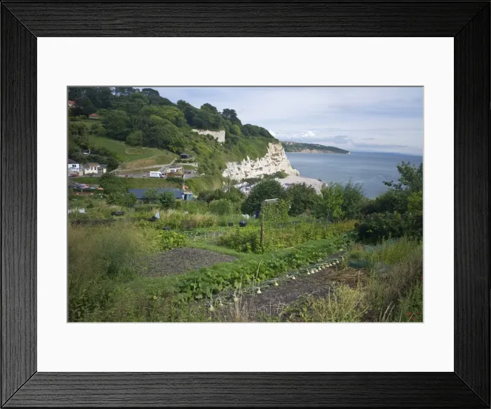 Framed Print : Allotments on the coast at Beer, Devon, England, United Kingdom, Europe Framed Print : Allotments on the coast at Beer, Devon, England, United Kingdom, Europe