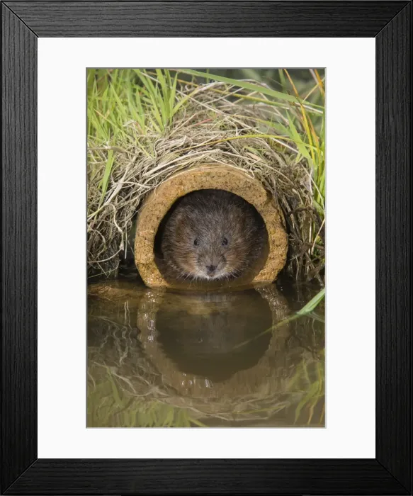 Framed Print : Water vole (Arvicola terrestris), captive, United Kingdom, Europe Framed Print : Water vole (Arvicola terrestris), captive, United Kingdom, Europe