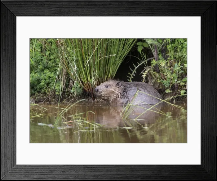 Framed Print : Eurasian beaver (Castor fiber), captive in breeding programme, United Kingdom, Europe Framed Print : Eurasian beaver (Castor fiber), captive in breeding programme, United Kingdom, Europe
