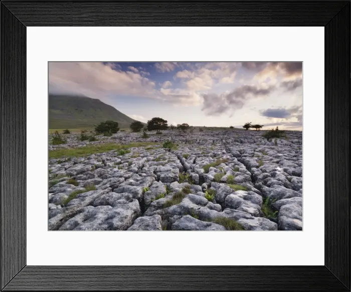 Framed Print : Limestone pavement and Ingleborough mountain, Ingleborough National Nature Reserve, Yorkshire Dales, North Yorkshire, England, United Kingdom, Europe Framed Print : Limestone pavement and Ingleborough mountain, Ingleborough National Nature Reserve, Yorkshire Dales, North Yorkshire, England, United Kingdom, Europe