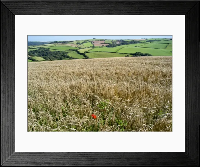 Framed Print : Poppies grow amongst barley in a River Dart valley agricultural landscape, Devon, England, United Kingdom, Europe