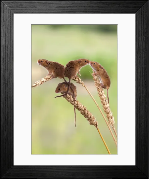 Framed Print : Harvest mice (Micromys minutus), captive, United Kingdom, Europe Framed Print : Harvest mice (Micromys minutus), captive, United Kingdom, Europe