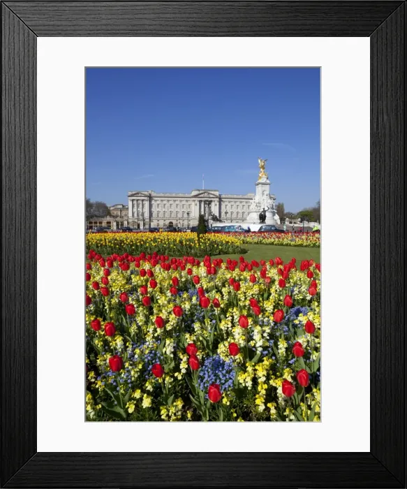 Framed Print : Buckingham Palace and Queen Victoria Monument with tulips, London, England, United Kingdom, Europe Framed Print : Buckingham Palace and Queen Victoria Monument with tulips, London, England, United Kingdom, Europe