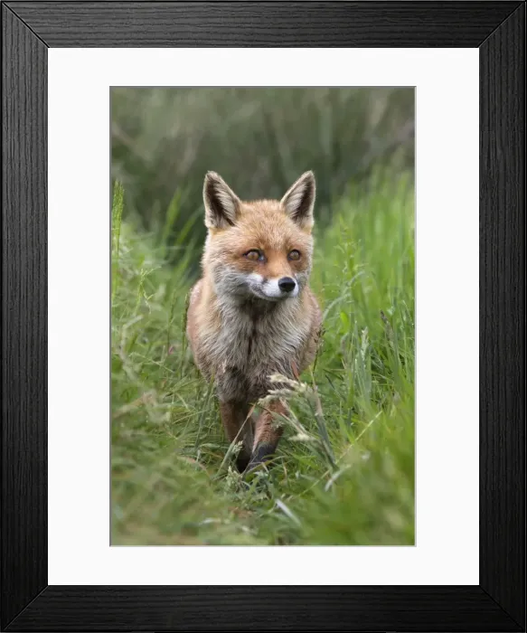 Framed Print : Red fox (Vulpes vulpes) captive, United Kingdom, Europe Framed Print : Red fox (Vulpes vulpes) captive, United Kingdom, Europe