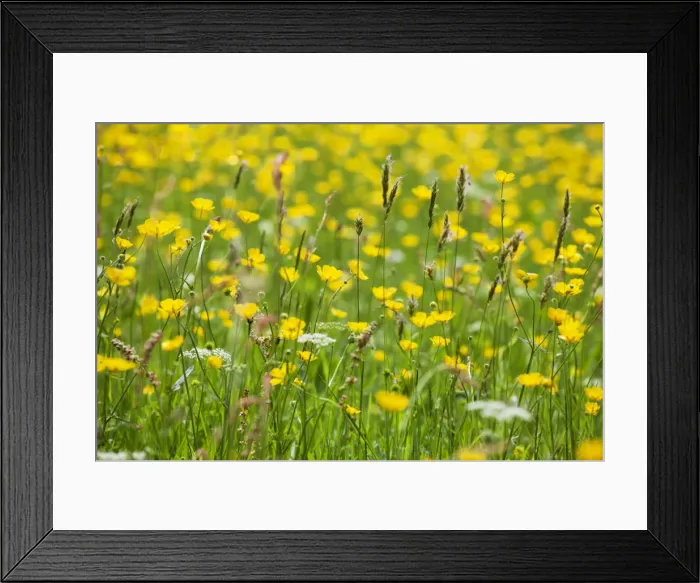 Framed Print : Grasses and flowers in a buttercup meadow at Muker, Swaledale, Yorkshire Dales, Yorkshire, England, United Kingdom, Europe Framed Print : Grasses and flowers in a buttercup meadow at Muker, Swaledale, Yorkshire Dales, Yorkshire, England, United Kingdom, Europe