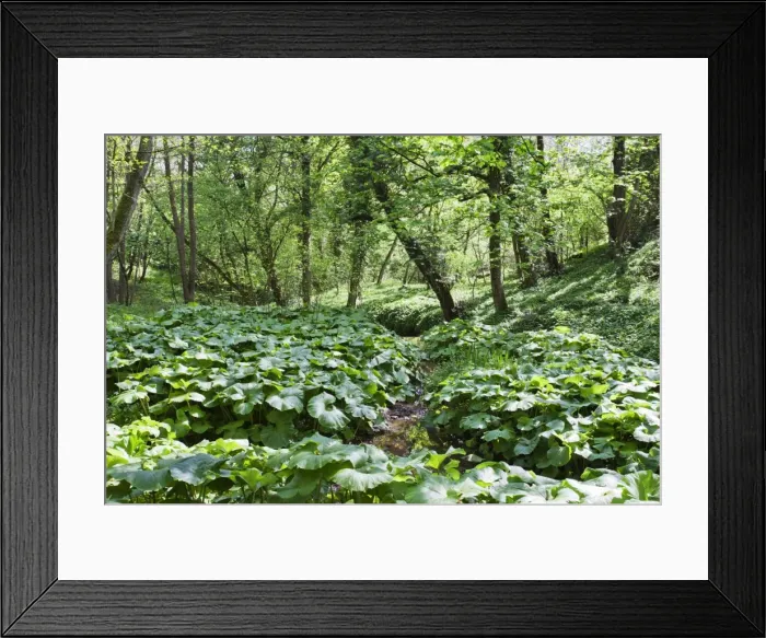 Framed Print : Wild Rhubarb in Macintosh Park, Knaresborough, Yorkshire, England, United Kingdom, Europe Framed Print : Wild Rhubarb in Macintosh Park, Knaresborough, Yorkshire, England, United Kingdom, Europe