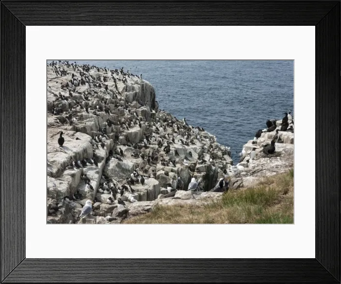Framed Print : Guillemots, kittiwakes, shags and a puffin on the cliffs of Inner Farne, Farne Islands, Northumberland, England, United Kingdom, Europe