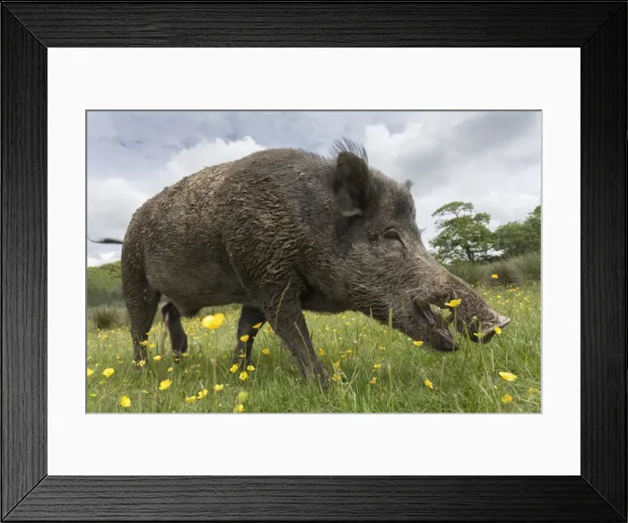Framed Print : Wild boar (Sus scrofa), captive, United Kingdom, Europe Framed Print : Wild boar (Sus scrofa), captive, United Kingdom, Europe