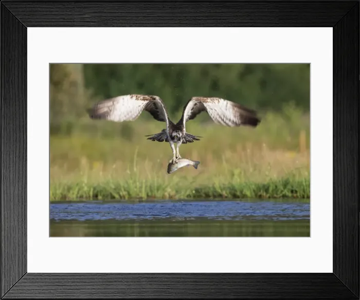 Framed Print : Osprey (Pandion haliaetus) catching trout, Rothiemurchus estate, Cairngorms, Scotland, United Kingdom, Europe