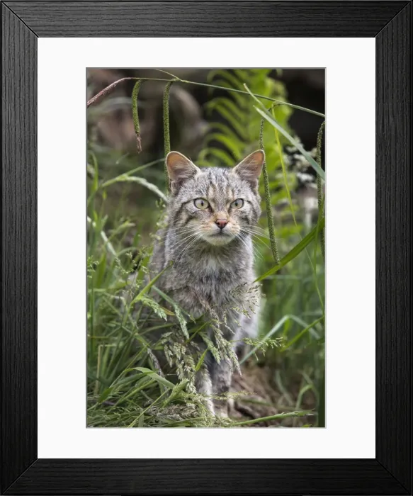 Framed Print : Scottish wildcat (Felis sylvestris), captive, United Kingdom, Europe Framed Print : Scottish wildcat (Felis sylvestris), captive, United Kingdom, Europe