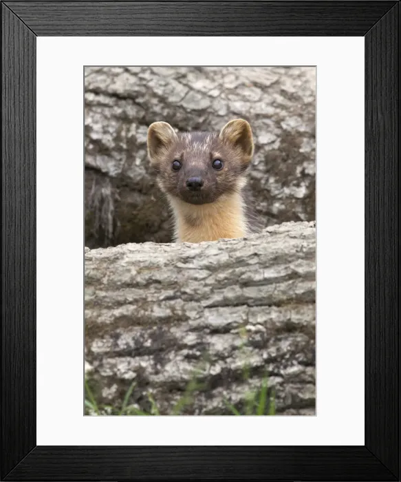 Framed Print : Pine marten (Martes martes), captive, United Kingdom, Europe Framed Print : Pine marten (Martes martes), captive, United Kingdom, Europe