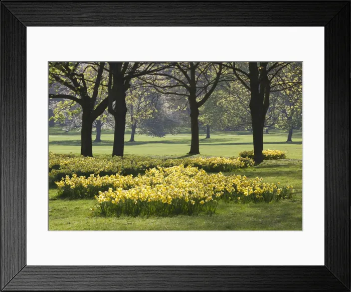 Framed Print : Daffodils, Green Park, London, England, United Kingdom, Europe Framed Print : Daffodils, Green Park, London, England, United Kingdom, Europe