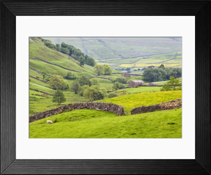 Framed Print : Dry stone wall and field barns below Kisdon Hill in Swaledale, Yorkshire Dales, Yorkshire, England, United Kingdom, Europe Framed Print : Dry stone wall and field barns below Kisdon Hill in Swaledale, Yorkshire Dales, Yorkshire, England, United Kingdom, Europe
