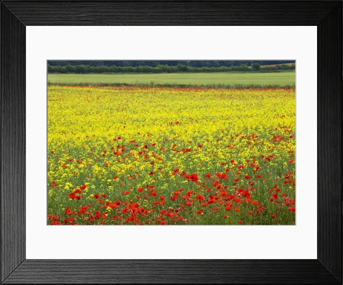 Framed Print : Poppies in an oilseed rape field near North Stainley, Ripon, North Yorkshire, Yorkshire, England, United Kingdom, Europe Framed Print : Poppies in an oilseed rape field near North Stainley, Ripon, North Yorkshire, Yorkshire, England, United Kingdom, Europe