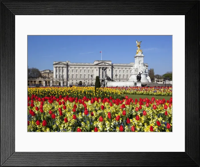 Framed Print : Buckingham Palace and Queen Victoria Monument with tulips, London, England, United Kingdom, Europe Framed Print : Buckingham Palace and Queen Victoria Monument with tulips, London, England, United Kingdom, Europe