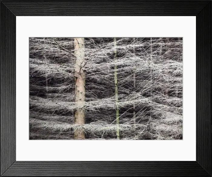 Framed Print : Shimmering Pine Trees in the Nidd Gorge, Knaresborough, Yorkshire, England, United Kingdom, Europe Framed Print : Shimmering Pine Trees in the Nidd Gorge, Knaresborough, Yorkshire, England, United Kingdom, Europe