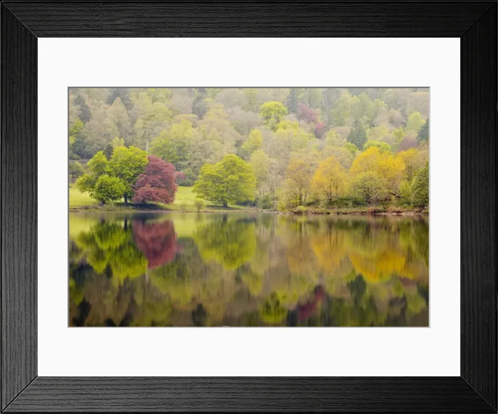 Framed Print : Trees reflected in the still waters of Grasmere in the Lake District National Park, Cumbria, England, United Kingdom, Europe Framed Print : Trees reflected in the still waters of Grasmere in the Lake District National Park, Cumbria, England, United Kingdom, Europe