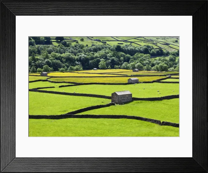 Framed Print : Barns and dry stone walls in meadows at Gunnerside, Swaledale, Yorkshire Dales, Yorkshire, England, United Kingdom, Europe Framed Print : Barns and dry stone walls in meadows at Gunnerside, Swaledale, Yorkshire Dales, Yorkshire, England, United Kingdom, Europe