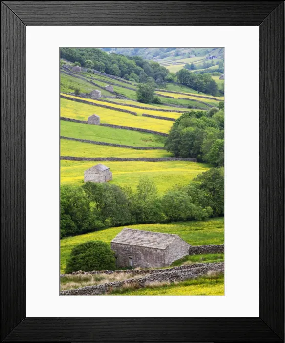 Framed Print : Field barns in buttercup meadows near Thwaite in Swaledale, Yorkshire Dales, Yorkshire, England, United Kingdom, Europe Framed Print : Field barns in buttercup meadows near Thwaite in Swaledale, Yorkshire Dales, Yorkshire, England, United Kingdom, Europe
