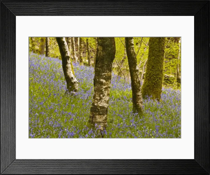 Framed Print : Bluebells in Millers Wood near to Colton in the Lake District National Park, Cumbria, England, United Kingdom, Europe Framed Print : Bluebells in Millers Wood near to Colton in the Lake District National Park, Cumbria, England, United Kingdom, Europe