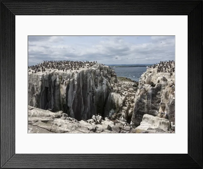 Framed Print : Guillemots, kittiwakes and shags on the cliffs of Staple Island, Farne Islands, Northumberland, England, United Kingdom, Europe Framed Print : Guillemots, kittiwakes and shags on the cliffs of Staple Island, Farne Islands, Northumberland, England, United Kingdom, Europe