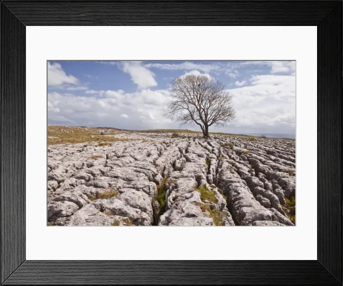 Framed Print : An old and twisted tree in a limestone pavement near to Malham in the Yorkshire Dales, Yorkshire, England, United Kingdom, Europe Framed Print : An old and twisted tree in a limestone pavement near to Malham in the Yorkshire Dales, Yorkshire, England, United Kingdom, Europe