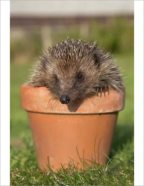 Hedgehog (Erinaceus europaeus), in plant pot, captive, United Kingdom, Europe