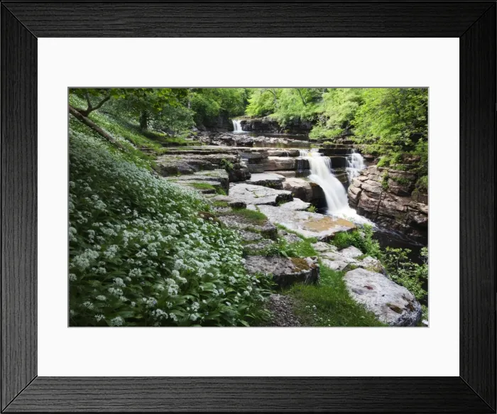 Framed Print : Wild garlic flowers at Kisdon Force near Keld, Swaledale, Yorkshire Dales, Yorkshire, England, United Kingdom, Europe Framed Print : Wild garlic flowers at Kisdon Force near Keld, Swaledale, Yorkshire Dales, Yorkshire, England, United Kingdom, Europe