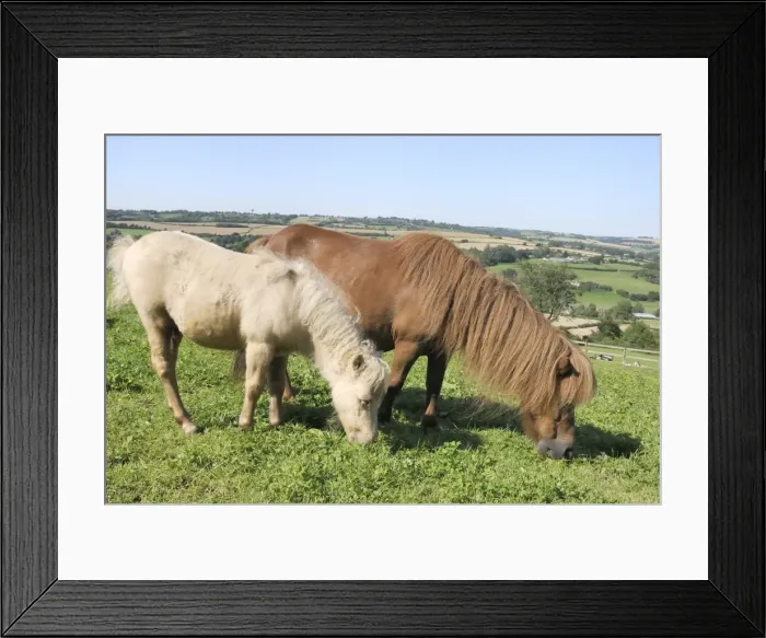 Framed Print : American miniature horse (Equus caballus) mare and foal grazing a hillside paddock, Wiltshire, England, United Kingdom, Europe Framed Print : American miniature horse (Equus caballus) mare and foal grazing a hillside paddock, Wiltshire, England, United Kingdom, Europe