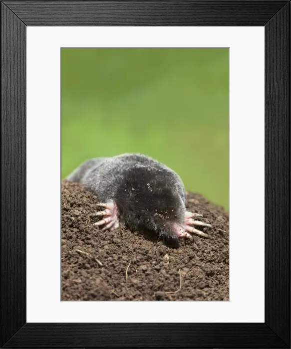 Framed Print : European mole (Talpa europea), controlled, United Kingdom, Europe Framed Print : European mole (Talpa europea), controlled, United Kingdom, Europe