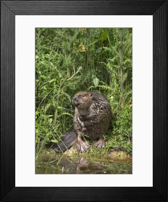 Framed Print : Eurasian beaver (Castor fiber), captive in breeding programme, United Kingdom, Europe Framed Print : Eurasian beaver (Castor fiber), captive in breeding programme, United Kingdom, Europe