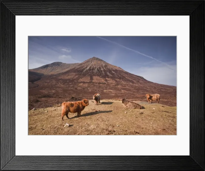 Framed Print : Highland cattle on the Isle of Skye in the Highlands, Inner Hebrides, Scotland, United Kingdom, Europe Framed Print : Highland cattle on the Isle of Skye in the Highlands, Inner Hebrides, Scotland, United Kingdom, Europe