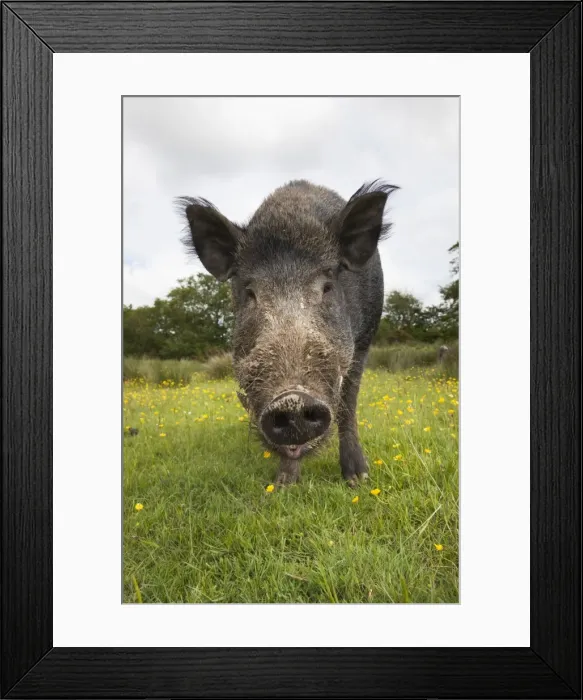 Framed Print : Wild boar (Sus scrofa), captive, United Kingdom, Europe Framed Print : Wild boar (Sus scrofa), captive, United Kingdom, Europe