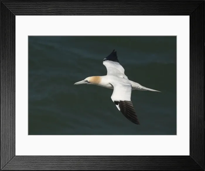 Framed Print : Northern gannet (Sula bassana) in flight, United Kingdom, Europe Framed Print : Northern gannet (Sula bassana) in flight, United Kingdom, Europe