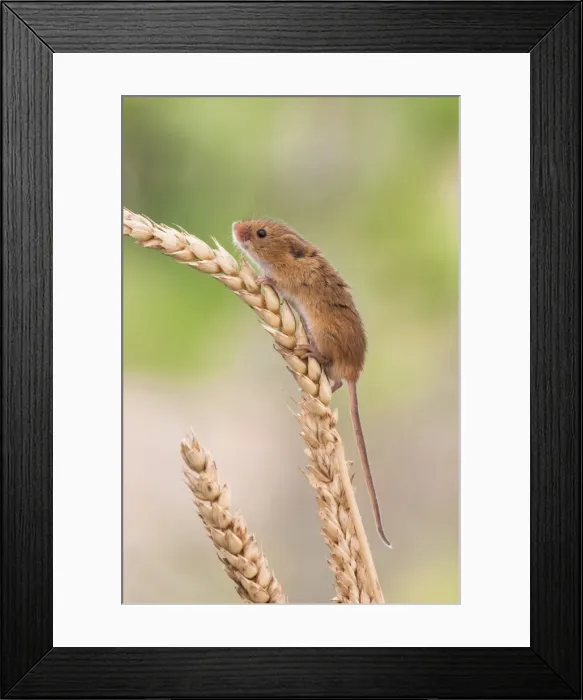 Framed Print : Harvest mouse (Micromys minutus), captive, United Kingdom, Europe Framed Print : Harvest mouse (Micromys minutus), captive, United Kingdom, Europe