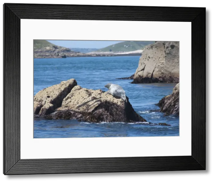 Framed Print : Grey seals, Isles of Scilly, Cornwall, United Kingdom, Europe Framed Print : Grey seals, Isles of Scilly, Cornwall, United Kingdom, Europe