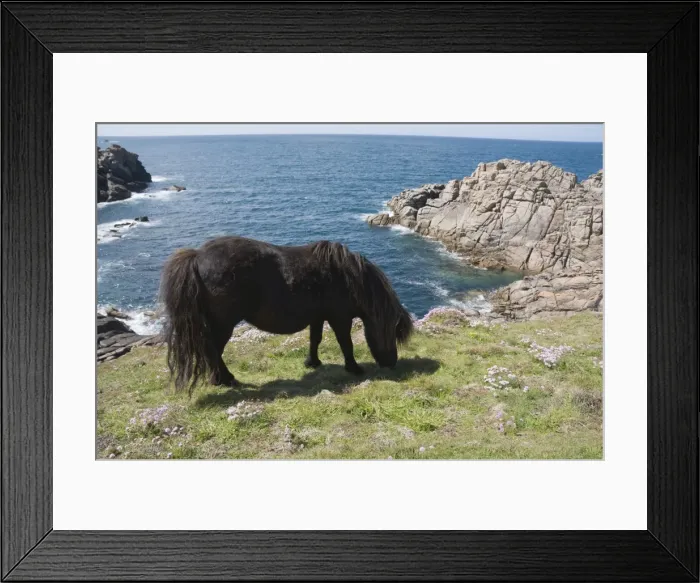 Framed Print : Ponies on Bryher, Isles of Scilly, Cornwall, United Kingdom, Europe
