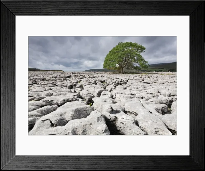 Framed Print : Single tree on limestone pavement, Ingleborough National Nature Reserve, Yorkshire Dales, North Yorkshire, England, United Kingdom, Europe Framed Print : Single tree on limestone pavement, Ingleborough National Nature Reserve, Yorkshire Dales, North Yorkshire, England, United Kingdom, Europe