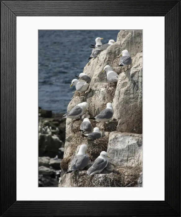 Framed Print : Kittiwakes nesting on cliff ledges, Farne Islands, Seahouses, Northumberland, England, United Kingdom, Europe Framed Print : Kittiwakes nesting on cliff ledges, Farne Islands, Seahouses, Northumberland, England, United Kingdom, Europe