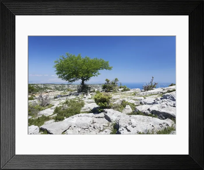 Framed Print : Single tree on a plateau, Vidova Gora, Brac Island, Dalmatia, Croatia, Europe Framed Print : Single tree on a plateau, Vidova Gora, Brac Island, Dalmatia, Croatia, Europe