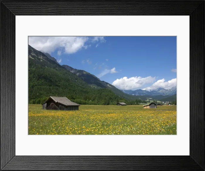Framed Print : High summer pasture, Sonnenterrase area, Austria, Europe Framed Print : High summer pasture, Sonnenterrase area, Austria, Europe