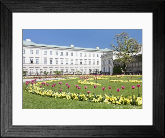 Framed Print : Tulips in Mirabell Garden, Mirabell Palace, UNESCO World Heritage Site, Salzburg, Salzburger Land, Austria, Europe