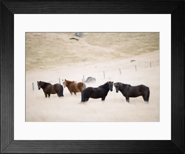 Framed Print : Icelandic horses, Iceland, Polar Regions Framed Print : Icelandic horses, Iceland, Polar Regions