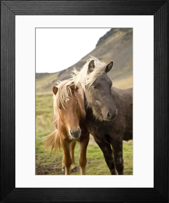 Framed Print : Horses, South Iceland, Polar Regions Framed Print : Horses, South Iceland, Polar Regions