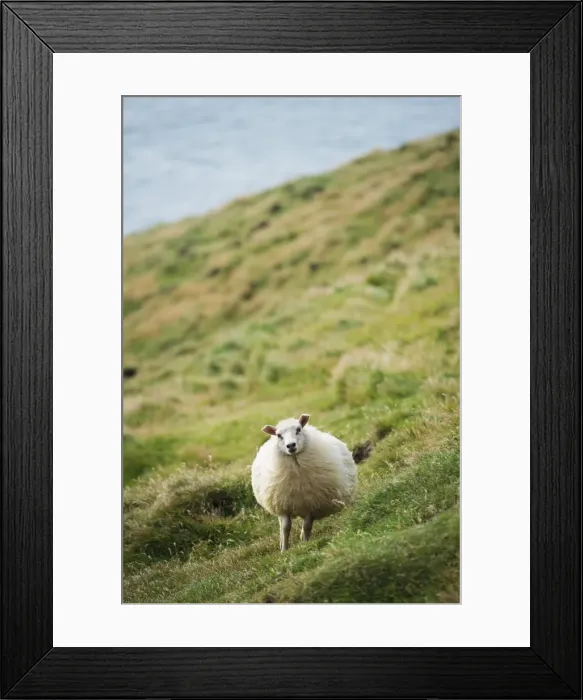 Framed Print : Sheep, Heimaey Island, Vestmannaeyjar, volcanic Westman Islands, Iceland, Polar Regions