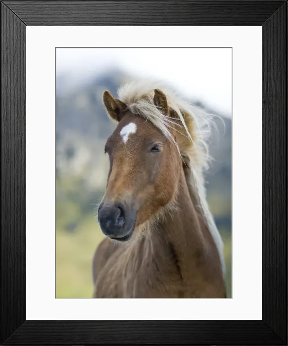 Framed Print : Wild horse, Iceland, Polar Regions Framed Print : Wild horse, Iceland, Polar Regions