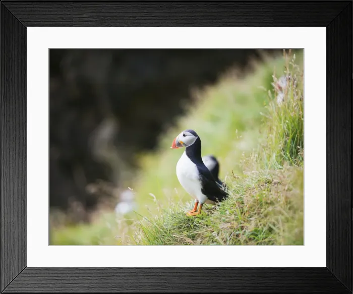Framed Print : Puffin (Fratercula arctica), Heimaey Island, Vestmannaeyjar, volcanic Westman Islands, Iceland, Polar Regions Framed Print : Puffin (Fratercula arctica), Heimaey Island, Vestmannaeyjar, volcanic Westman Islands, Iceland, Polar Regions