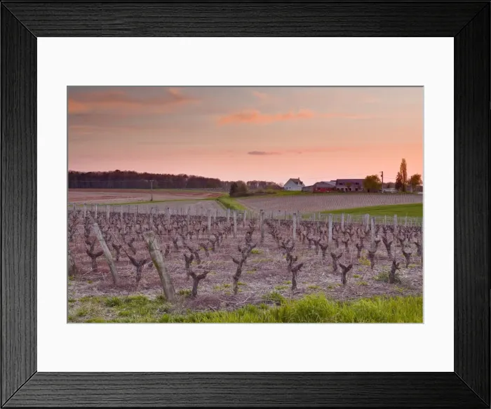 Framed Print : A house sits amongst the vineyards near to the town of Blere, Indre-et-Loire, Centre, France, Europe